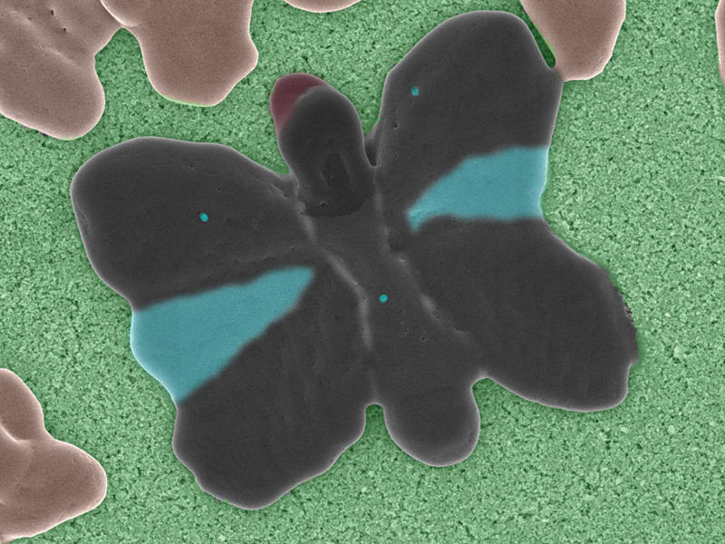 Perovskite Butterfly