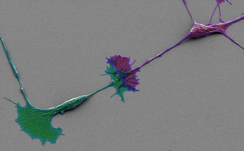 Neural Handshake