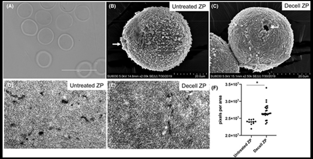Research image