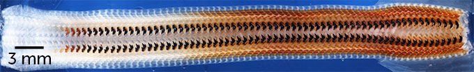The mollusk Cryptochiton stelleri uses its radula, a tonguelike structure (pictured) studded with hard magnetic teeth (dark objects), to graze on rocks. This composite image shows the radula's stages of development, from earliest (left) to latest (right).
